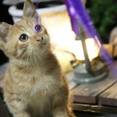 大人気、茶トラ4ヶ月オス🐱❤