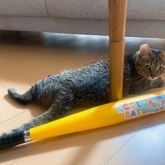 11月10日　(日) プワボール野球やりませんか！？ − 三重県