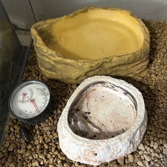 11/4本日可能！グラステラリウム6045の画像