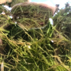 ウィローモス50gの画像