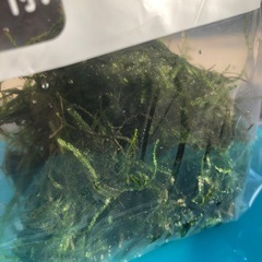 ウィローモス50gの画像