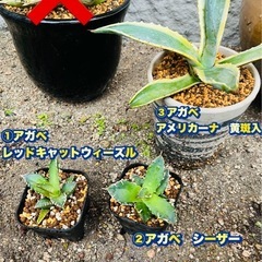 超お得＆豪華★【SS級！極上特選株】アガベ3点セット