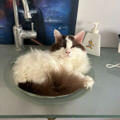 保護猫カフェ&便利屋(新規オープン)の画像