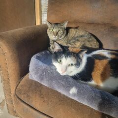 保護猫カフェ&便利屋(新規オープン)の画像