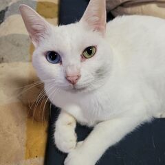 保護猫カフェ&便利屋(新規オープン)の画像