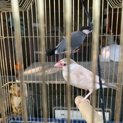文鳥