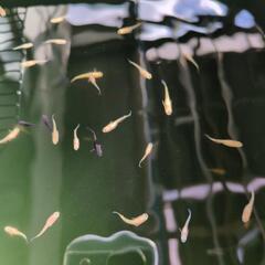 メダカ オレンジラメ 10匹 稚魚1.5cm程度