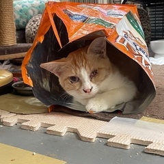 トライアル決定/明るい茶白くん