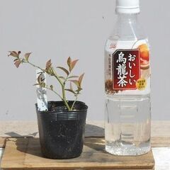 ブルーベリーの苗木1人何株でも    (上限あり)　#38