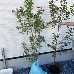木の画像