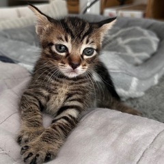 キジトラ🐱男の子募集中♂
