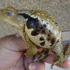 1 本州発送可能！10センチくらいのヒキガエル　岐阜県