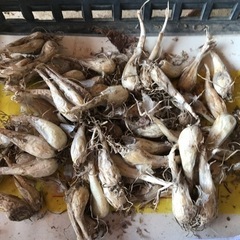 らっきょう種球1.2kg（泥付き）