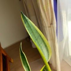 株分けサンセベリア大きい葉2株　　の画像