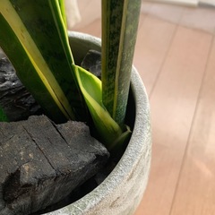 株分けサンセベリア大きい葉2株　　の画像