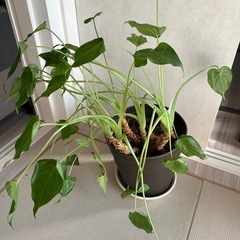 クワズイモの画像