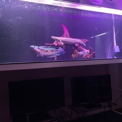 オセレイトスネークヘッド