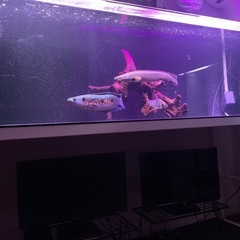 ポリプテルスビキールビキール