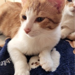 茶白♂の子猫《つぐくん》