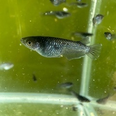 ミッドナイトフリル漆黒 若魚5匹