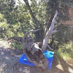 大型　流木の画像