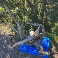大型　流木の画像