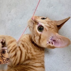 チャロちゃん、来た時あまりに弱々しくミルクボランティアさんに元気に育ててもらいましたの画像