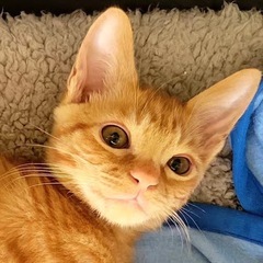 チャロちゃん、来た時あまりに弱々しくミルクボランティアさんに元気に育ててもらいました − 兵庫県