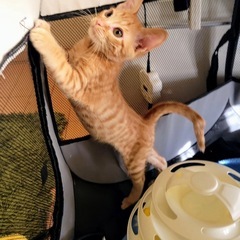 チャロちゃん、来た時あまりに弱々しくミルクボランティアさんに元気に育ててもらいました - 里親募集