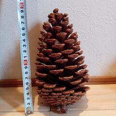 松ぼっくりの画像