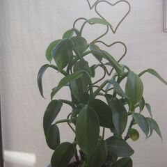 観葉植物♪フィロデンドロンシルバーメタル♡可愛いハートのラティス付き♪5号鉢の画像