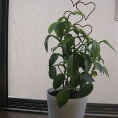 観葉植物♪フィロデンドロンシルバーメタル♡可愛いハートのラティス付き♪5号鉢の画像