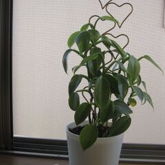 観葉植物♪フィロデンドロンシルバーメタル♡可愛いハートのラティス付き♪5号鉢の画像