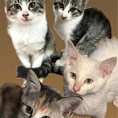 ずっと里親募集中♡3ヶ月の子猫