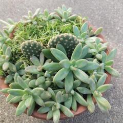 多肉植物