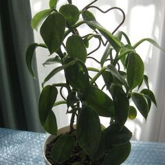 観葉植物♪フィロデンドロンシルバーメタル♡可愛いハートのラティス付き♪5号鉢の画像