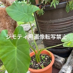 クワズイモ　観葉植物の画像