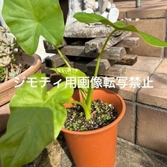 クワズイモ　観葉植物の画像