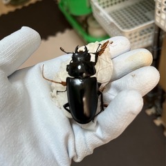 ギラファノコギリクワガタペア②（♂ホワイト♀ノーマル）の画像