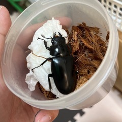 ギラファノコギリクワガタペア②（♂ホワイト♀ノーマル）の画像