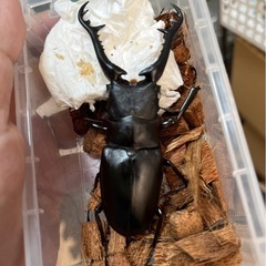 ギラファノコギリクワガタペア②（♂ホワイト♀ノーマル）の画像