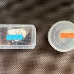 ギラファノコギリクワガタペア②（♂ホワイト♀ノーマル）の画像