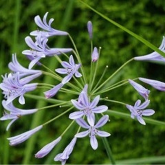 アガパンサス　鉢植え
