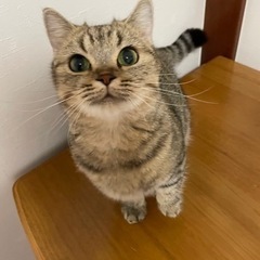 遊ぶの大好き❣️甘え上手なあきちゃん😸マンチカンです。(トライア...