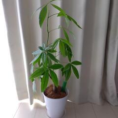 【お取引の方決まりました】観葉植物　パキラ　