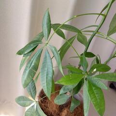 【お取引の方決まりました】観葉植物　パキラ　の画像