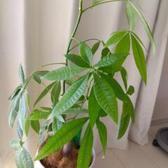 【お取引の方決まりました】観葉植物　パキラ　の画像