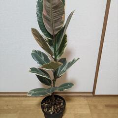 フィカス・ティネケ