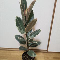 フィカス・ティネケの画像