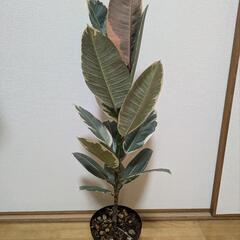 フィカス・ティネケの画像
